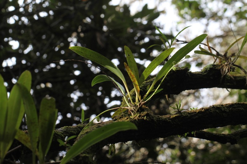 Bulbophyllum korthalsii photo 2