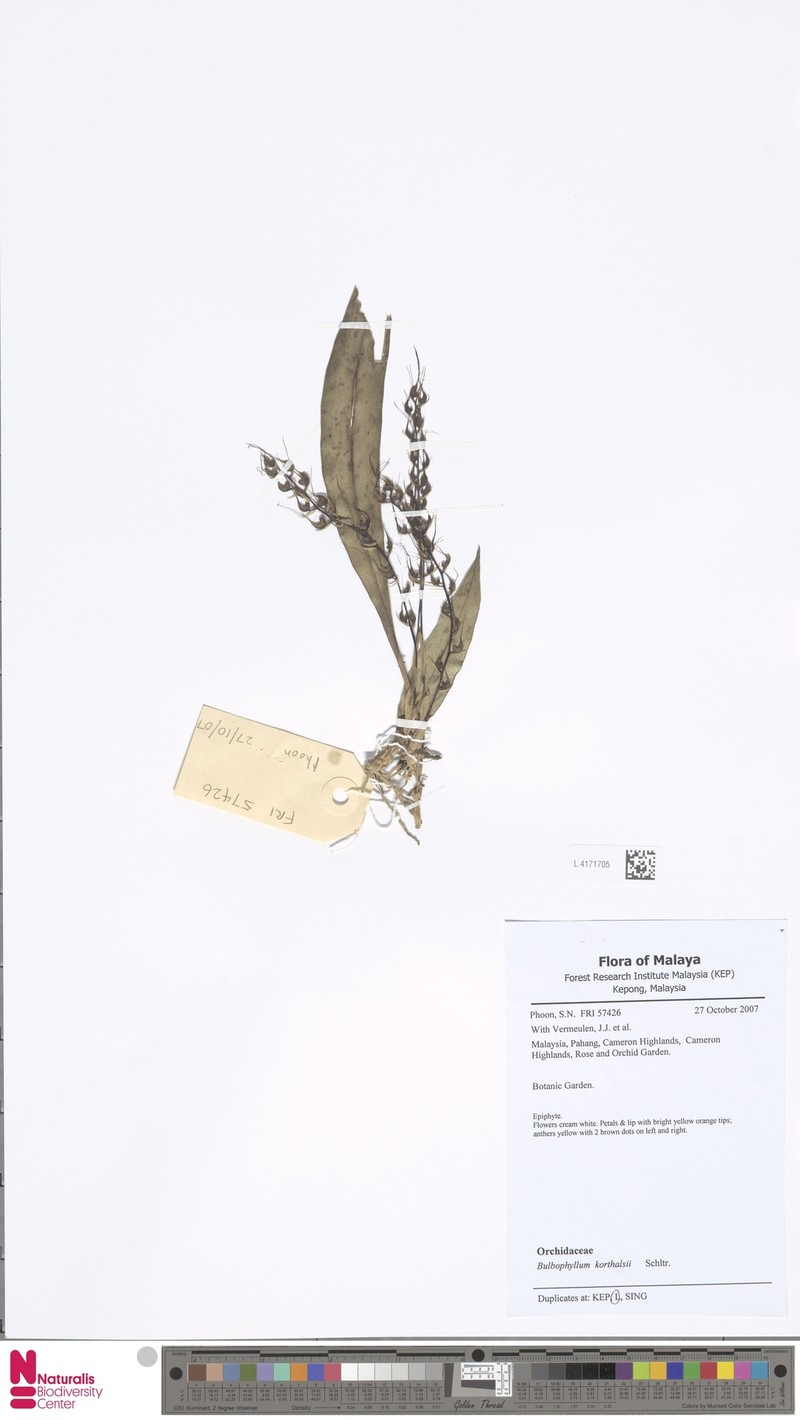 Bulbophyllum korthalsii photo 3