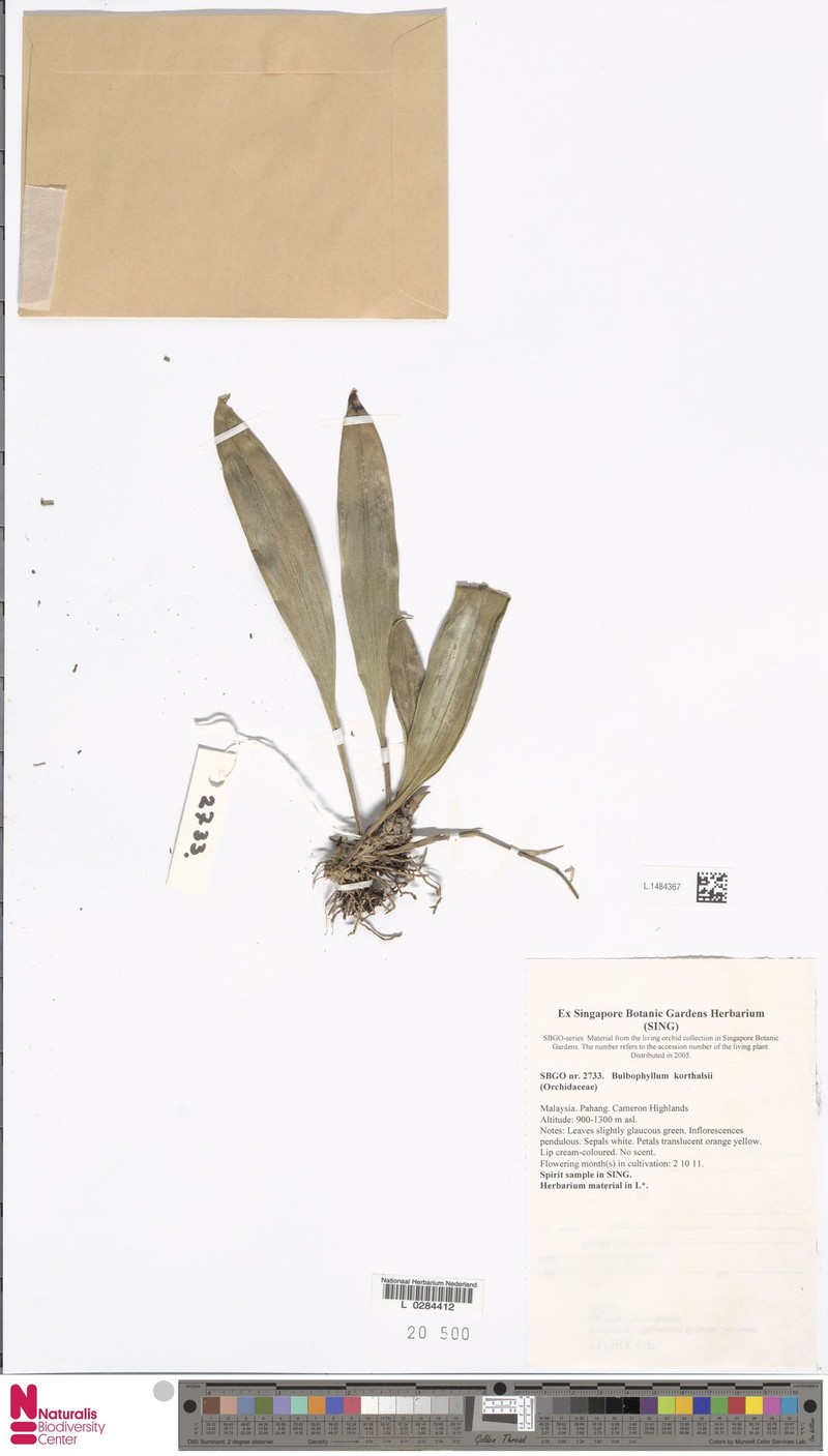 Bulbophyllum korthalsii photo 4