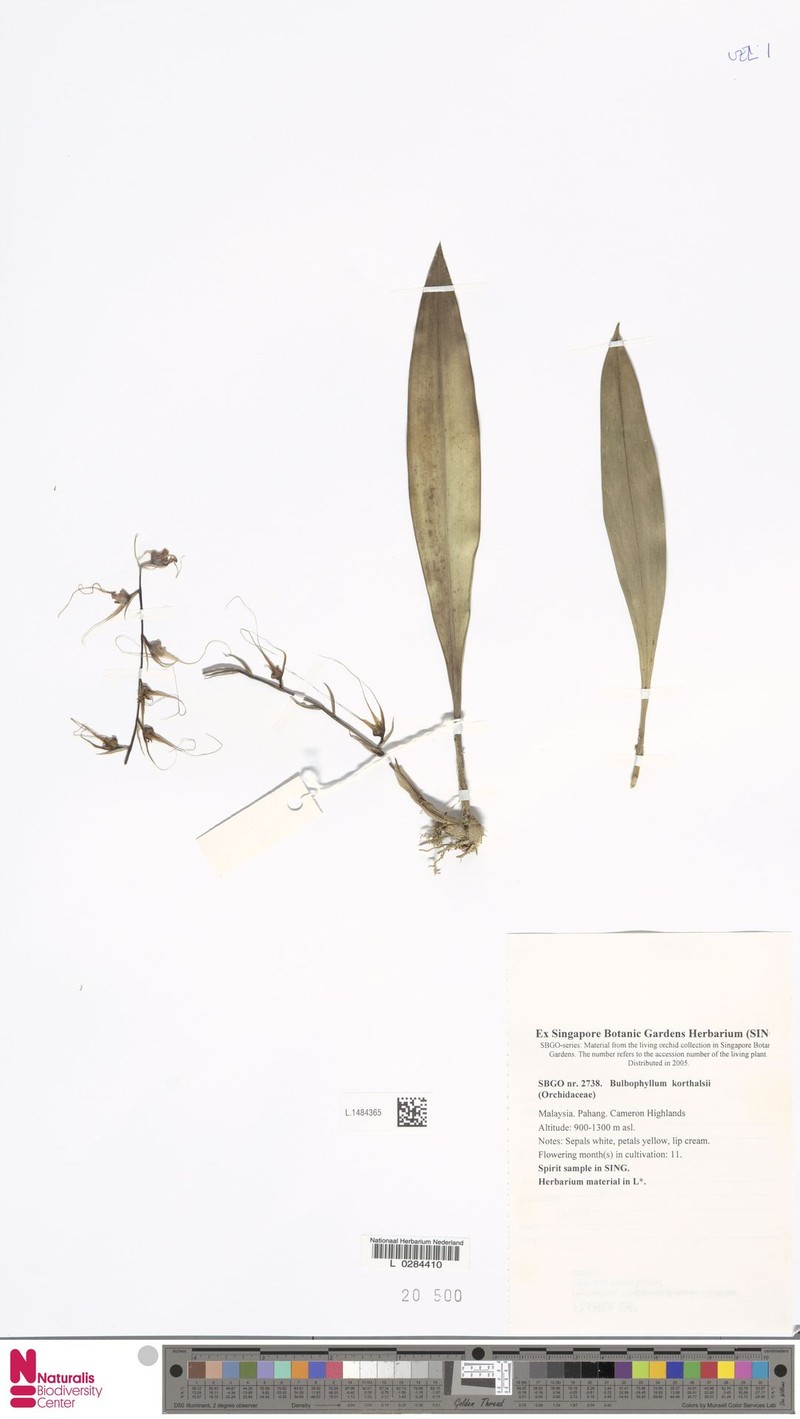 Bulbophyllum korthalsii photo 5