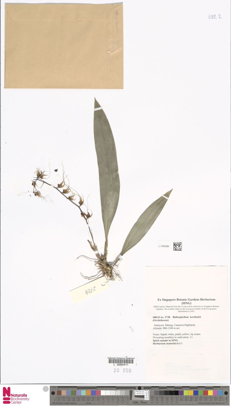 Bulbophyllum korthalsii photo 6
