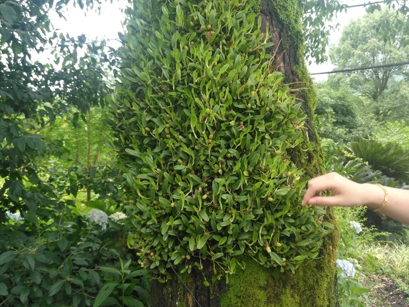 Bulbophyllum kwangtungense