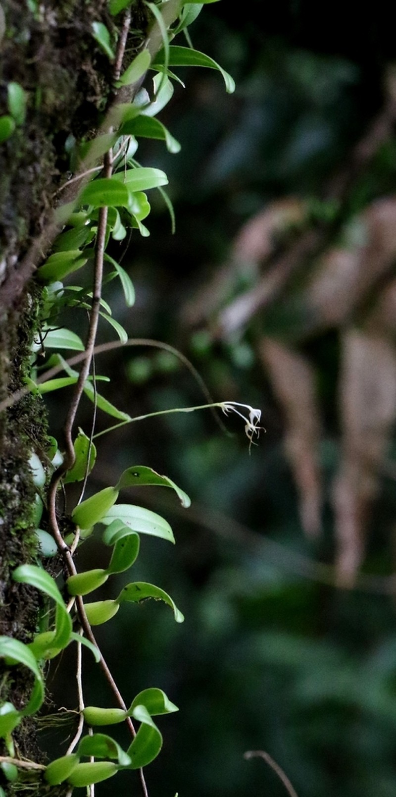 Bulbophyllum kwangtungense photo 4