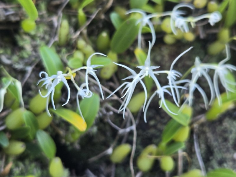 Bulbophyllum kwangtungense photo 5