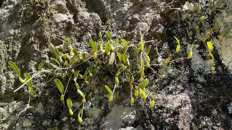 Bulbophyllum kwangtungense photo 6