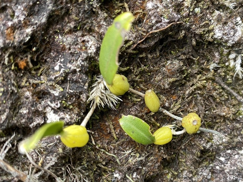 Bulbophyllum kwangtungense photo 8