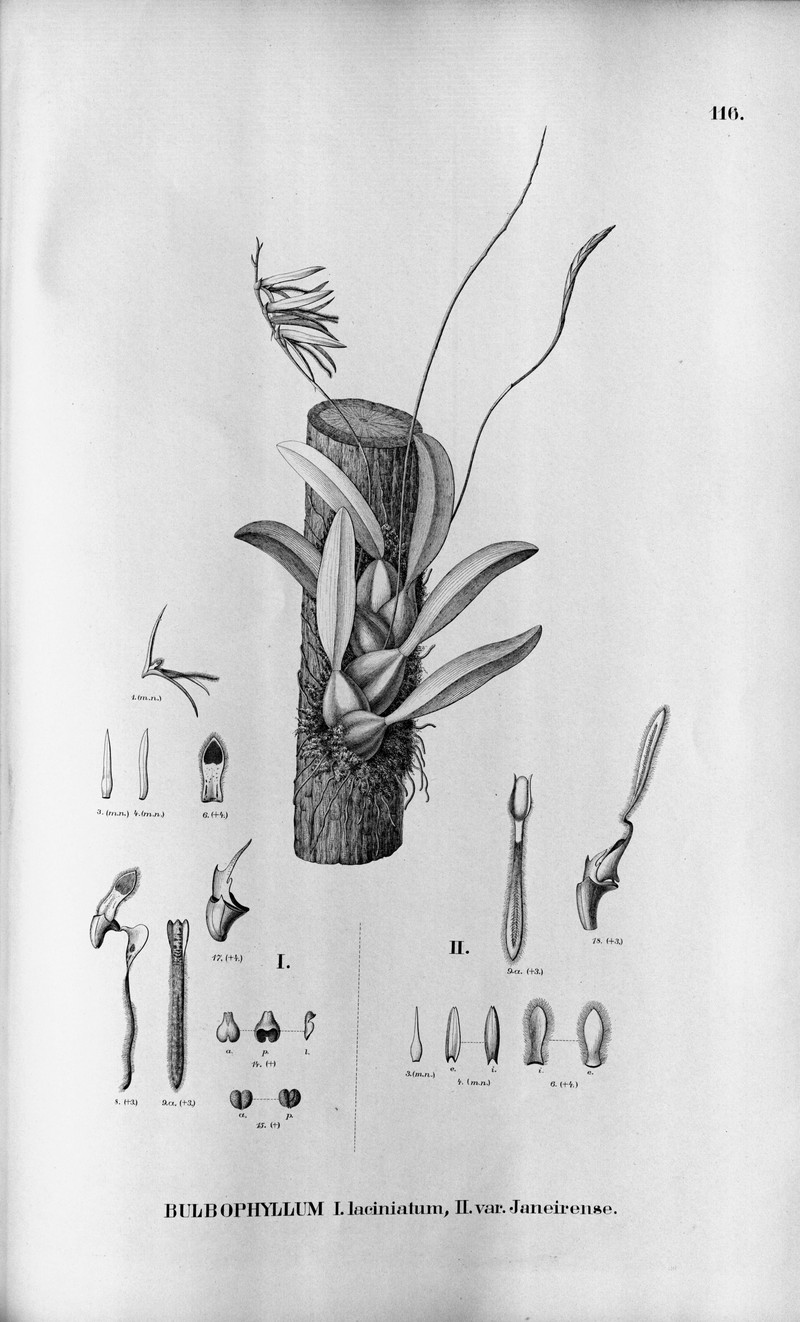Bulbophyllum laciniatum