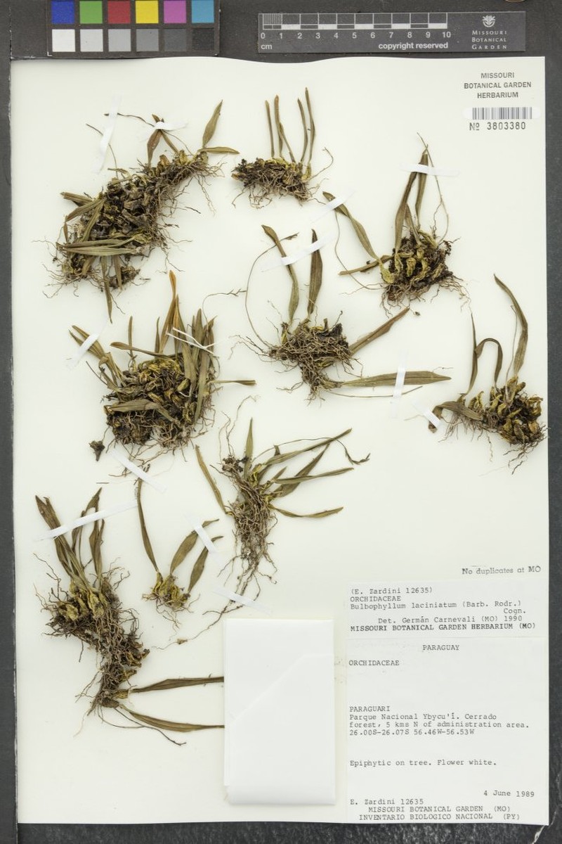 Bulbophyllum laciniatum photo 2