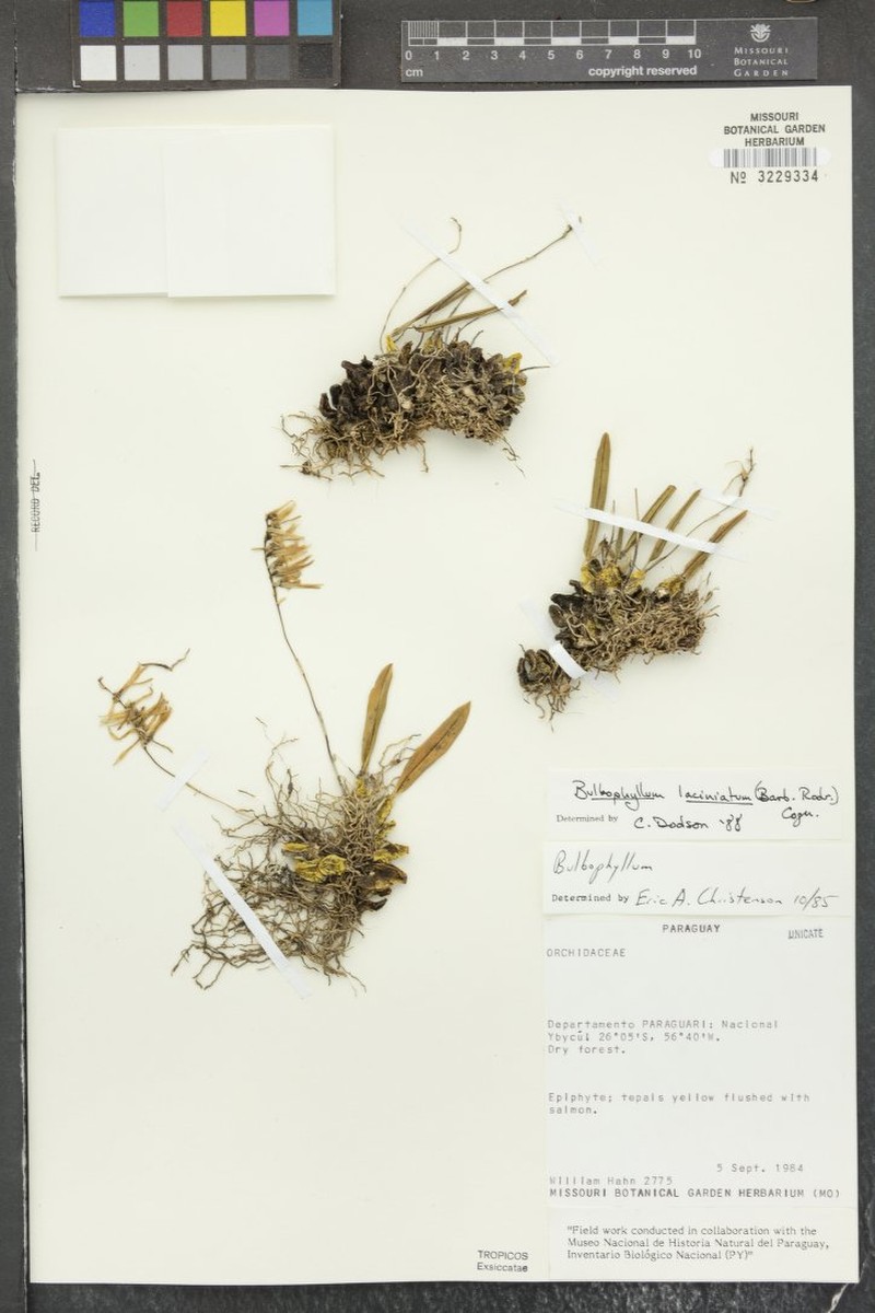 Bulbophyllum laciniatum photo 3