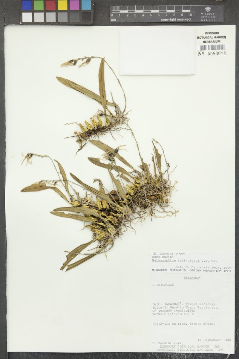 Bulbophyllum lacinulosum