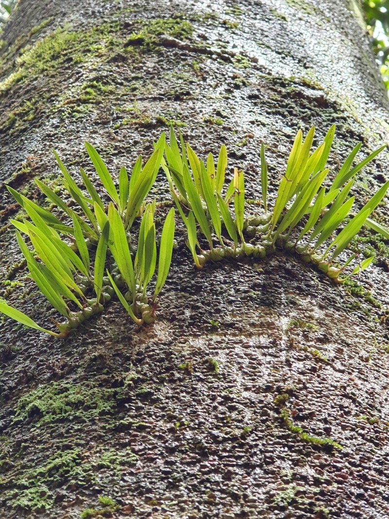Bulbophyllum lageniforme