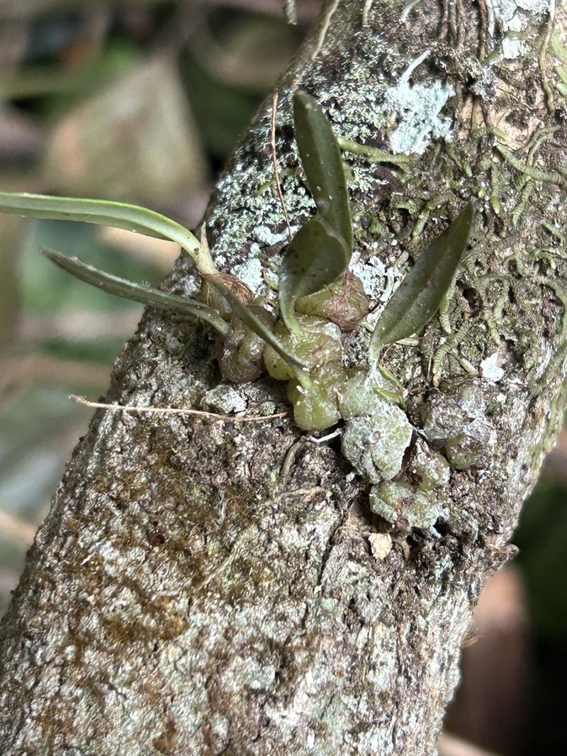 Bulbophyllum lageniforme photo 2