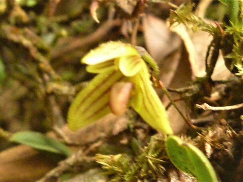 Bulbophyllum lageniforme photo 3