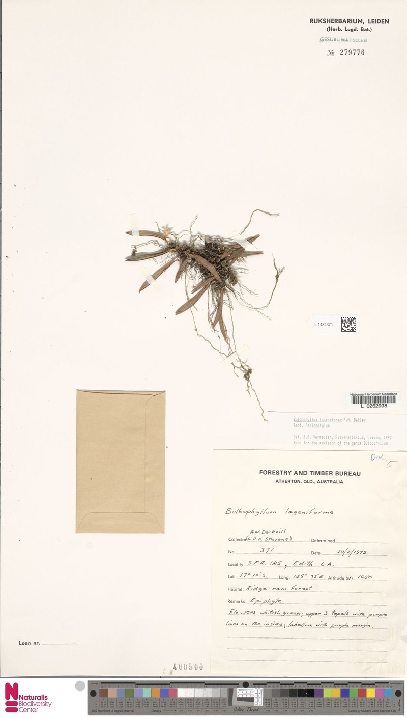 Bulbophyllum lageniforme photo 4