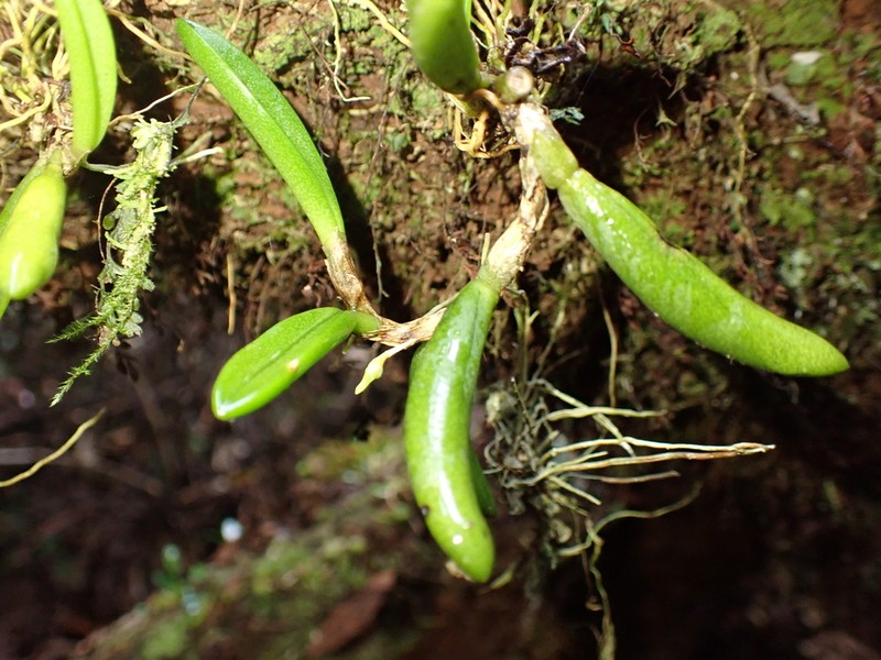 Bulbophyllum lamingtonense