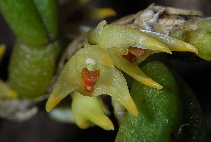 Bulbophyllum lamingtonense photo 2