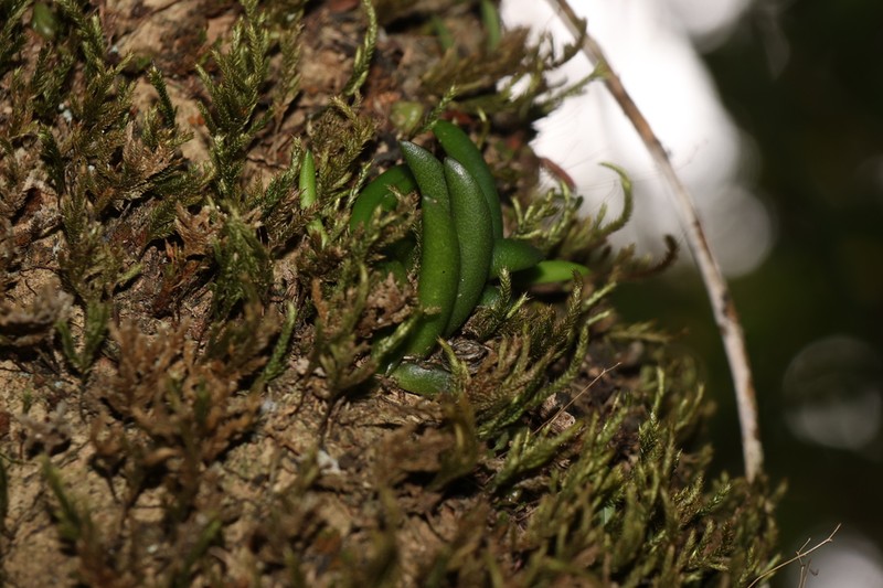 Bulbophyllum lamingtonense photo 3