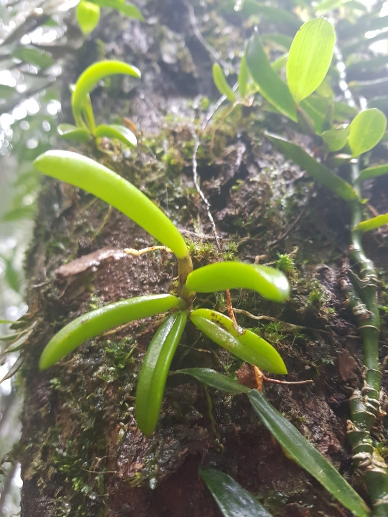 Bulbophyllum lamingtonense photo 4