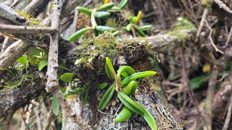 Bulbophyllum lamingtonense photo 5