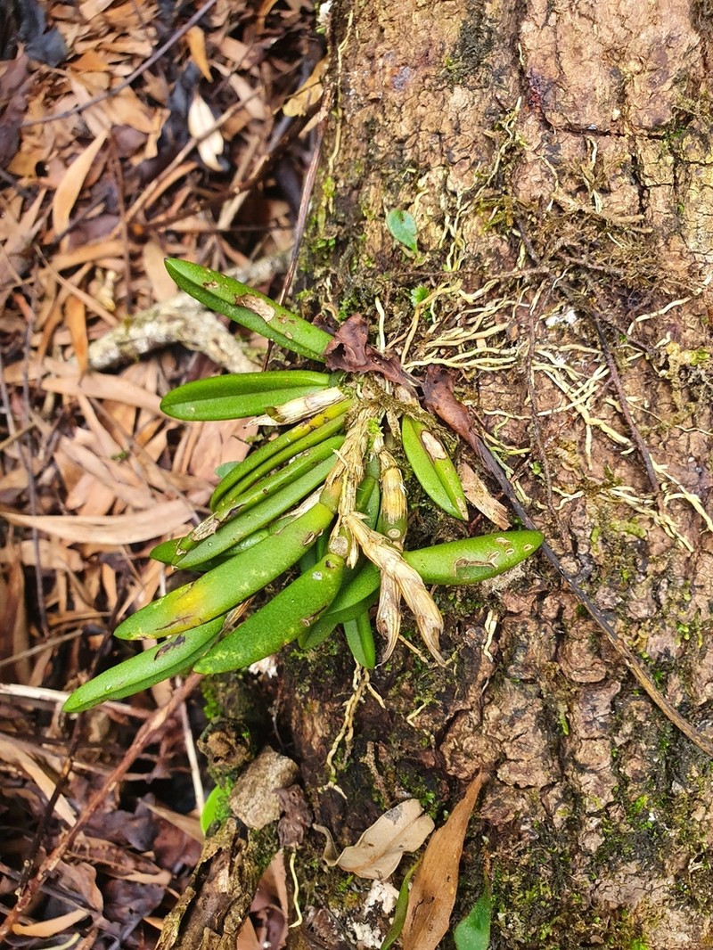 Bulbophyllum lamingtonense photo 6