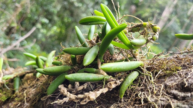 Bulbophyllum lamingtonense photo 7