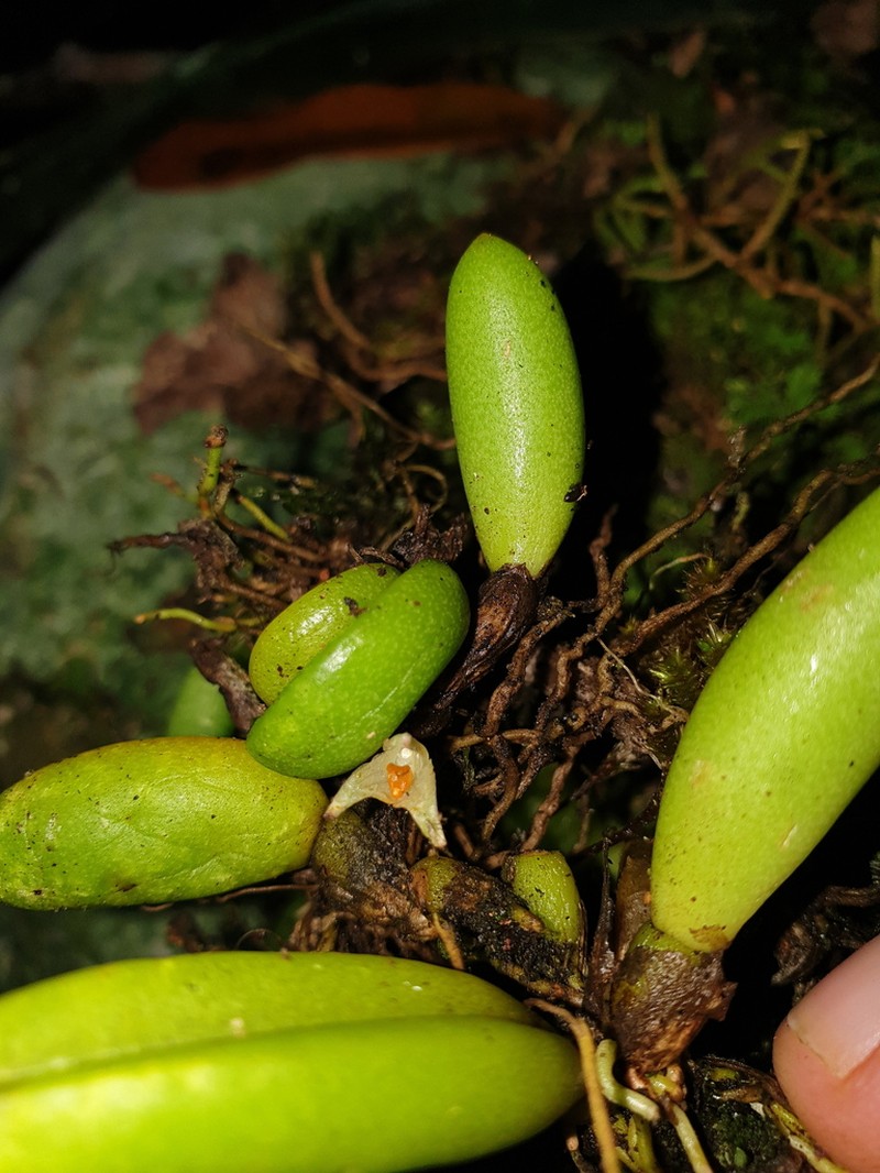 Bulbophyllum lamingtonense photo 8