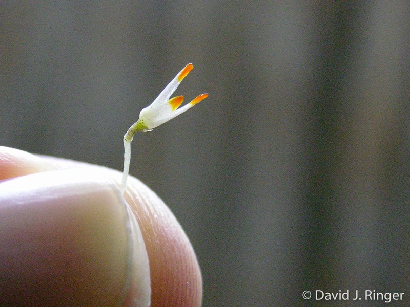 Bulbophyllum lampadion
