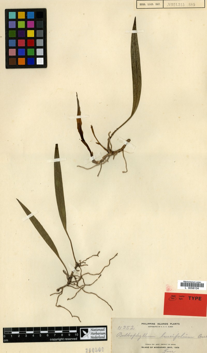 Bulbophyllum lancifolium