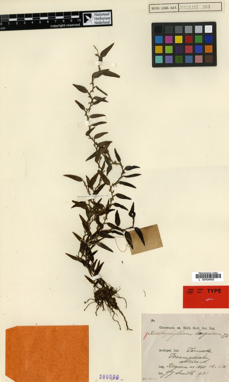 Bulbophyllum languidum