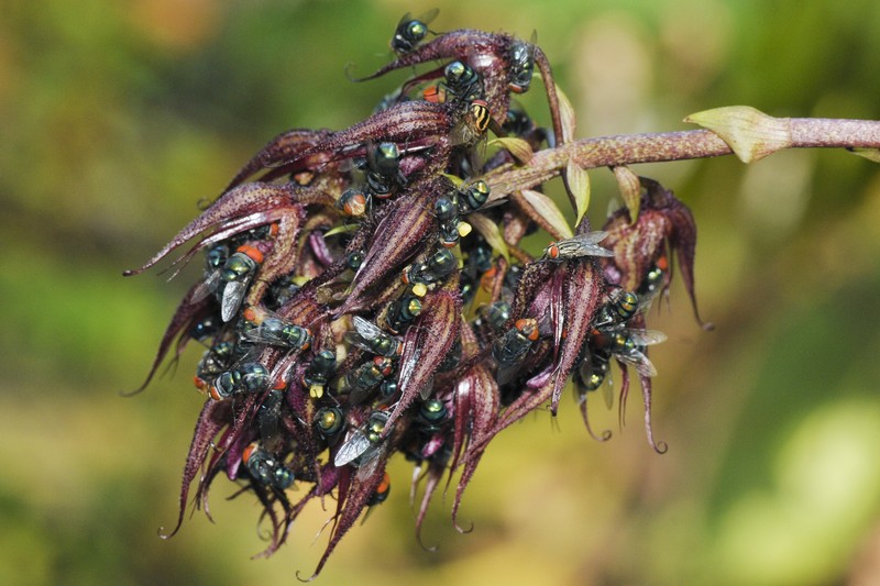 Bulbophyllum lasianthum