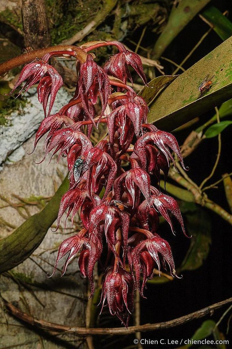 Bulbophyllum lasianthum photo 2