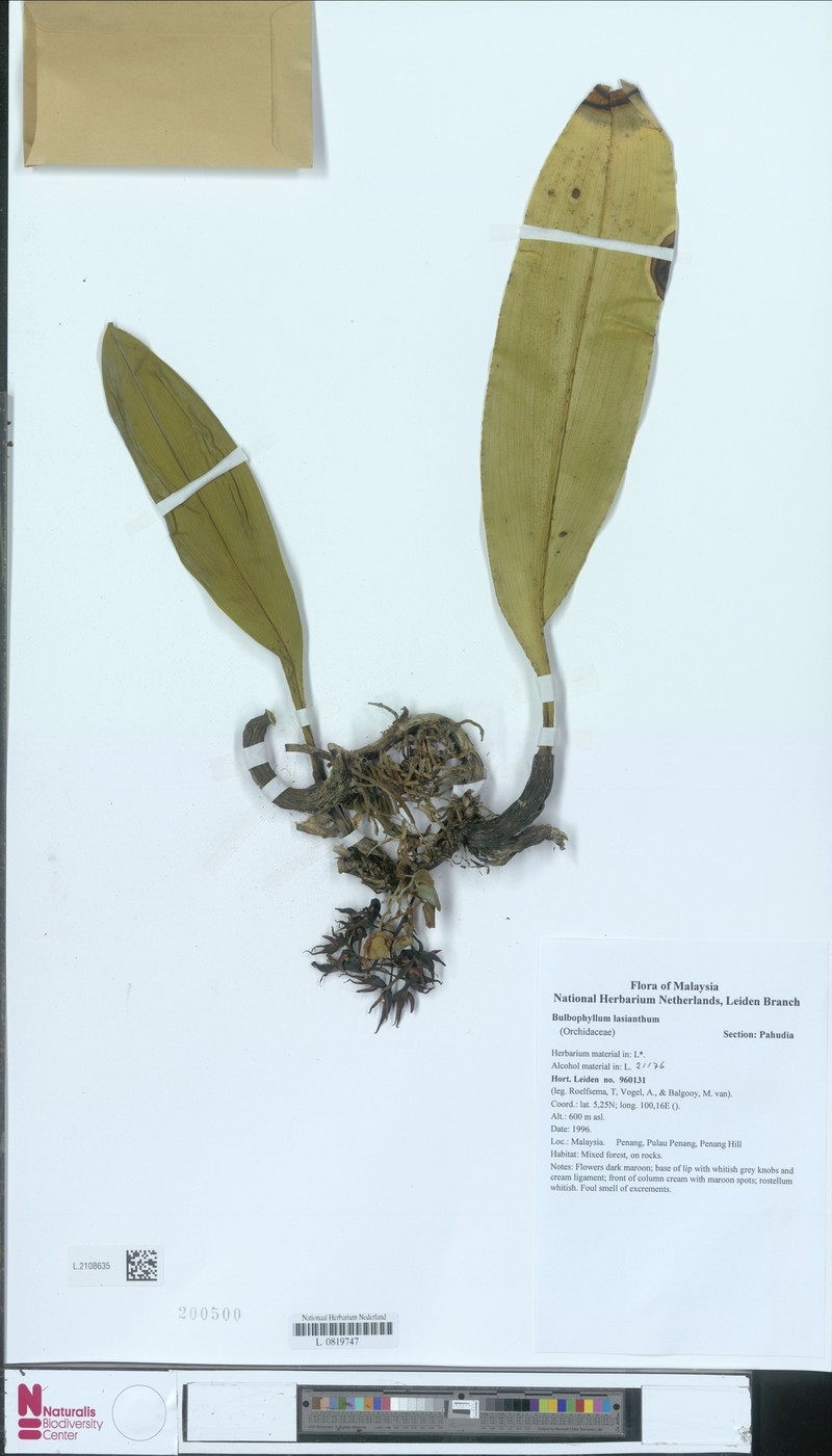 Bulbophyllum lasianthum photo 3