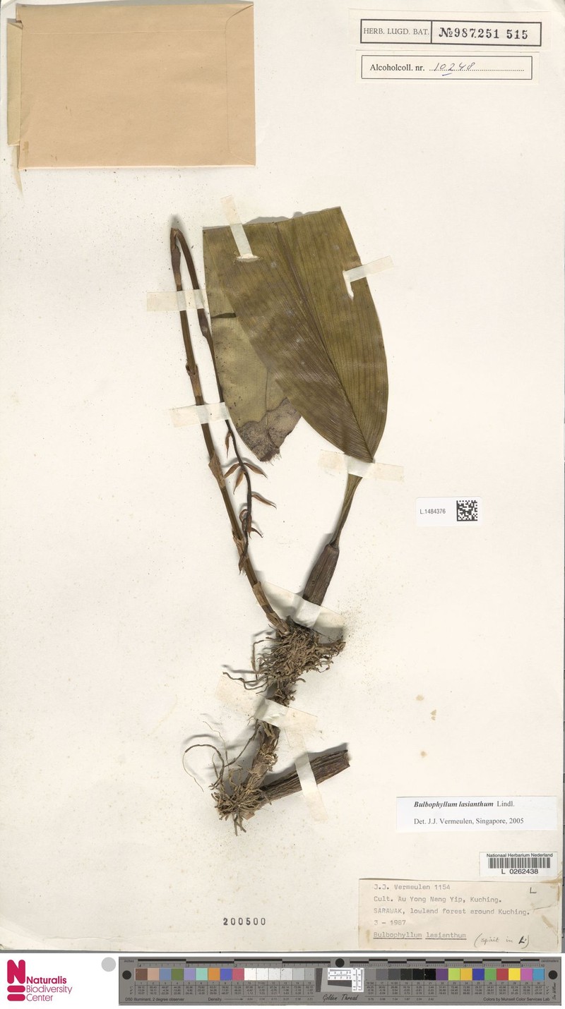 Bulbophyllum lasianthum photo 4