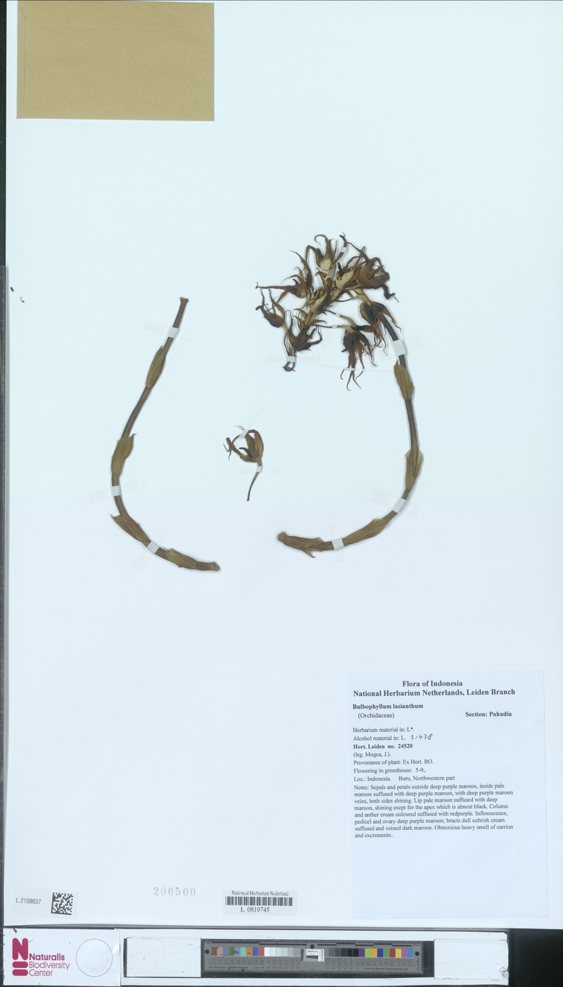Bulbophyllum lasianthum photo 5