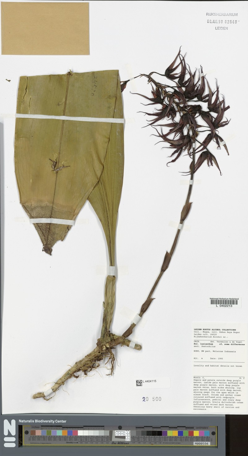 Bulbophyllum lasianthum photo 6