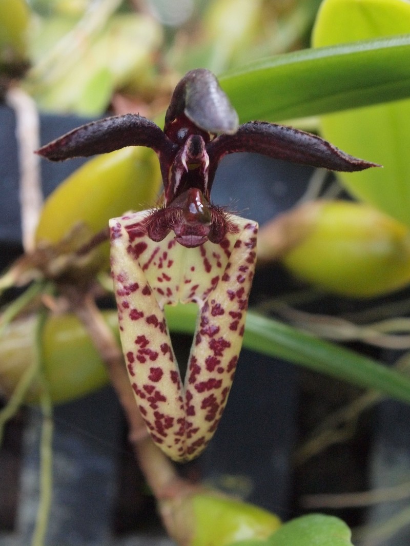 Bulbophyllum lasiochilum