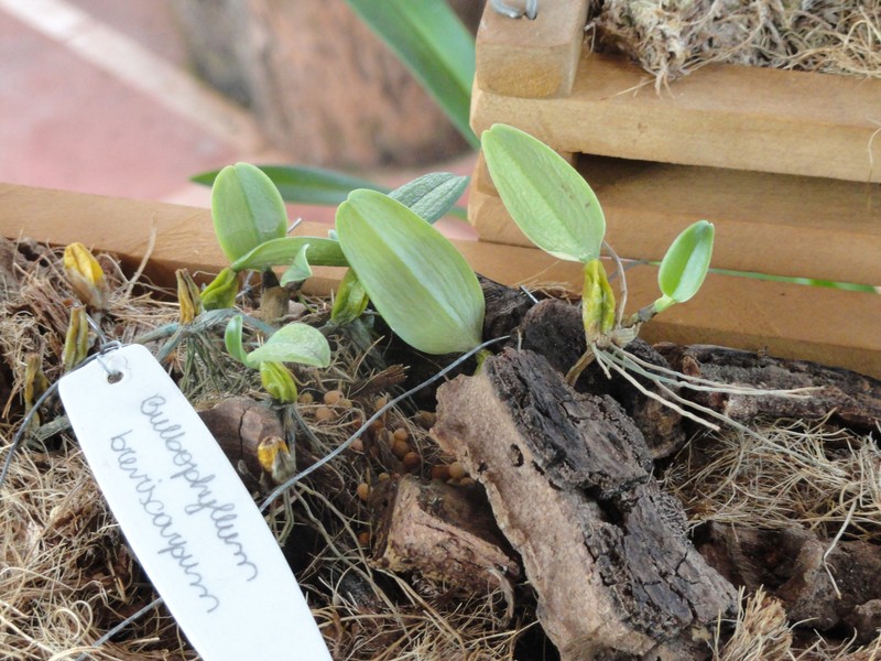Bulbophyllum lasiochilum photo 2