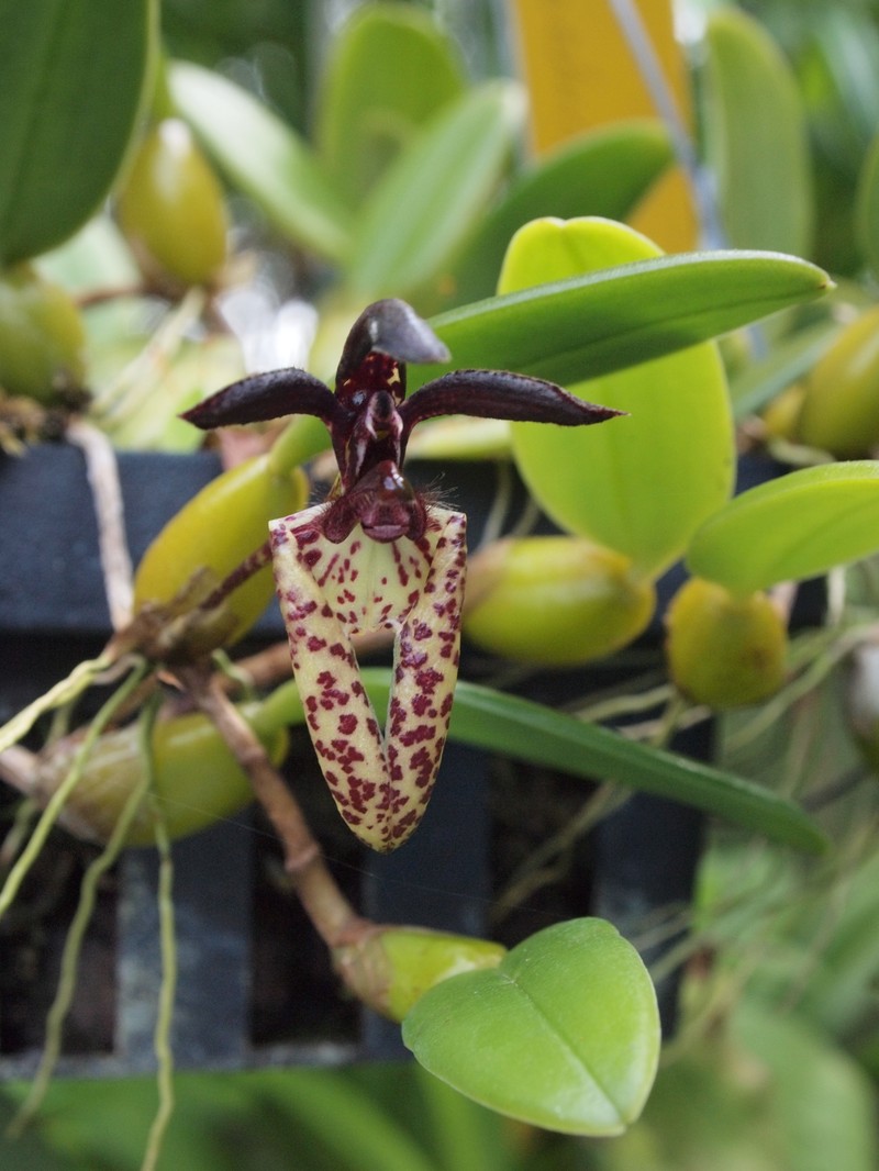 Bulbophyllum lasiochilum photo 3