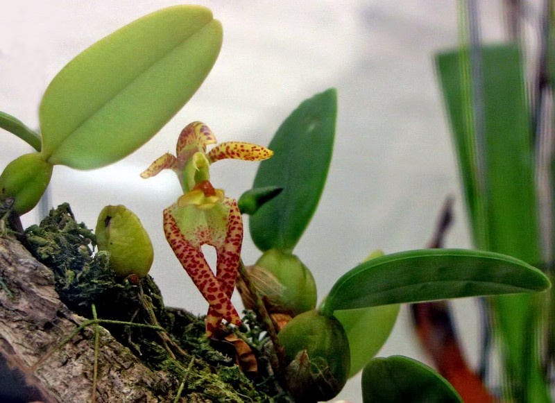 Bulbophyllum lasiochilum photo 4