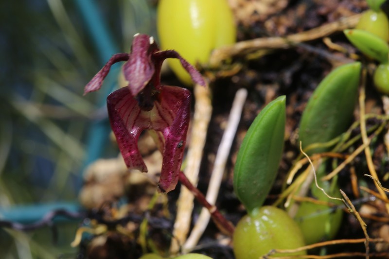 Bulbophyllum lasiochilum photo 5