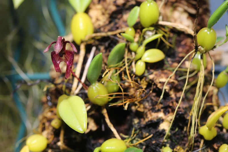 Bulbophyllum lasiochilum photo 6