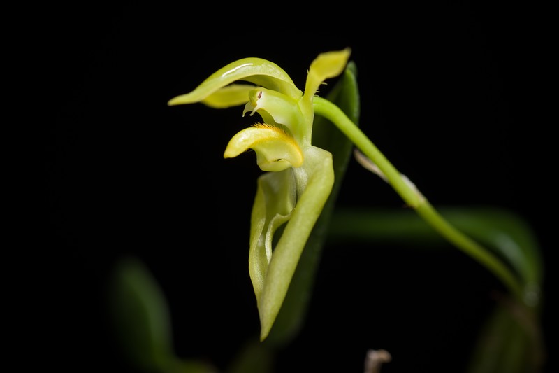 Bulbophyllum lasiochilum photo 7