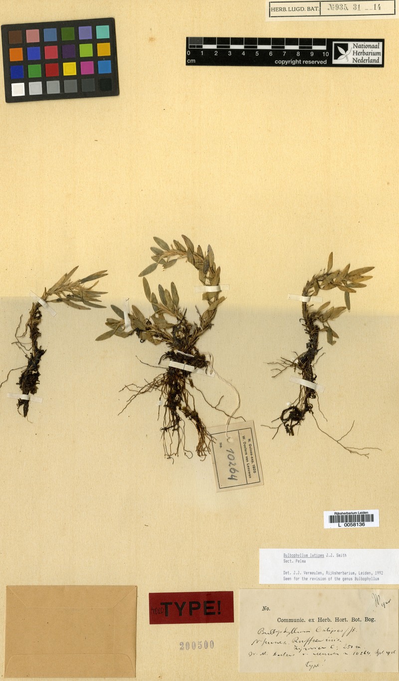 Bulbophyllum latipes