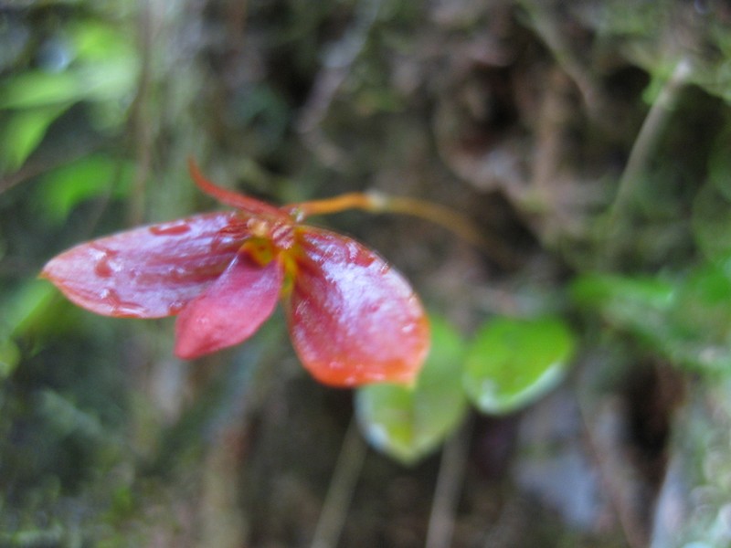 Bulbophyllum latisepalum photo 2