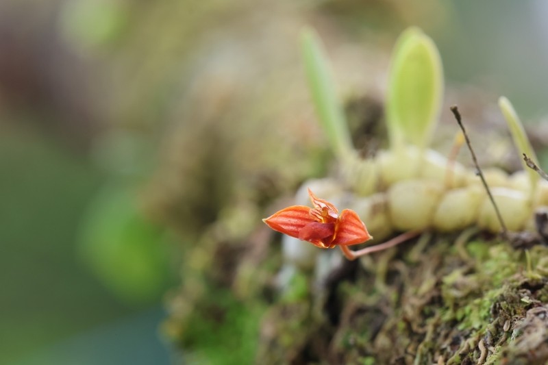 Bulbophyllum latisepalum photo 3