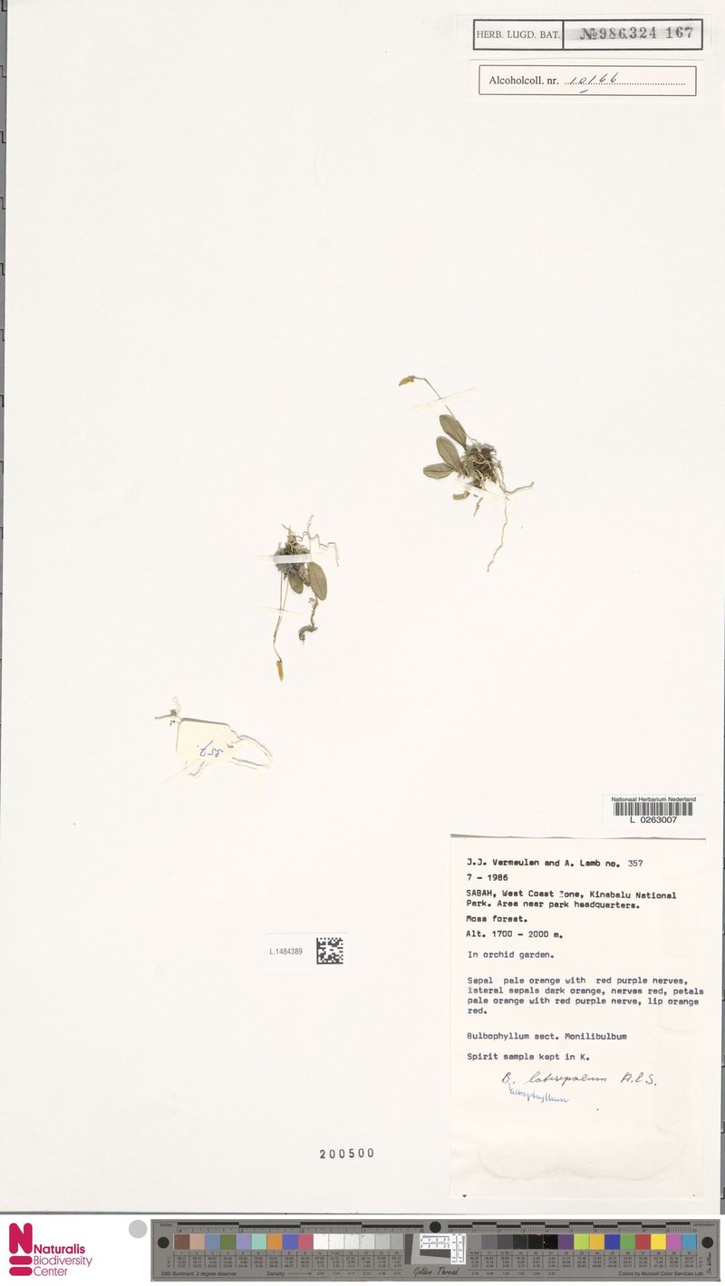 Bulbophyllum latisepalum photo 4