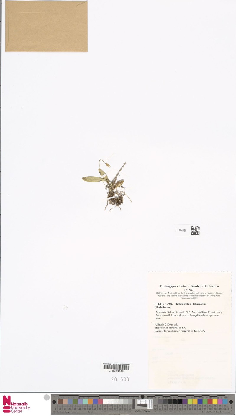 Bulbophyllum latisepalum photo 7