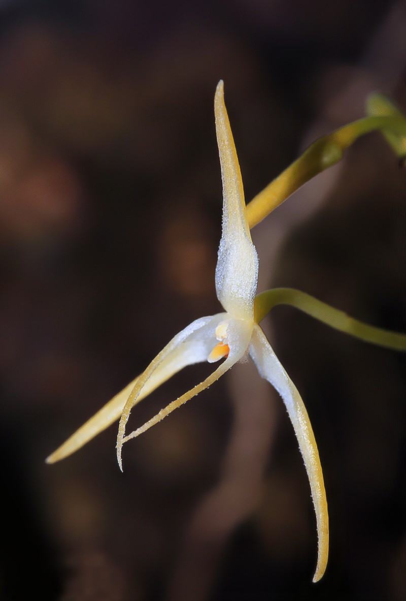 Bulbophyllum laxiflorum