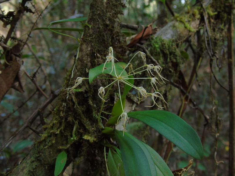 Bulbophyllum laxiflorum photo 4