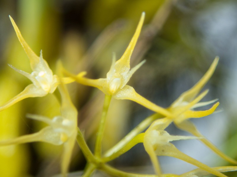 Bulbophyllum laxiflorum photo 5